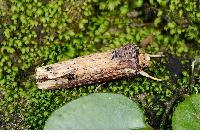物種:Axylia putris triseriata 攝影:吳士緯